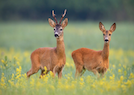 Two roe deer in field